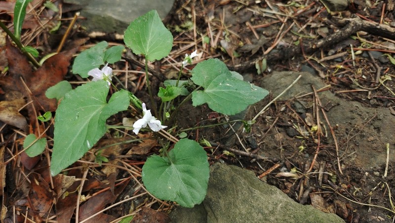 Viola hancockii photo 3