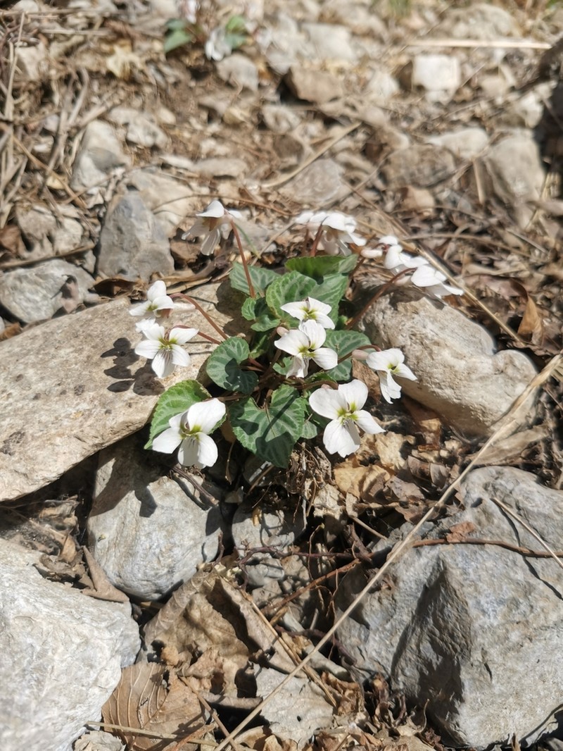 Viola hancockii photo 4