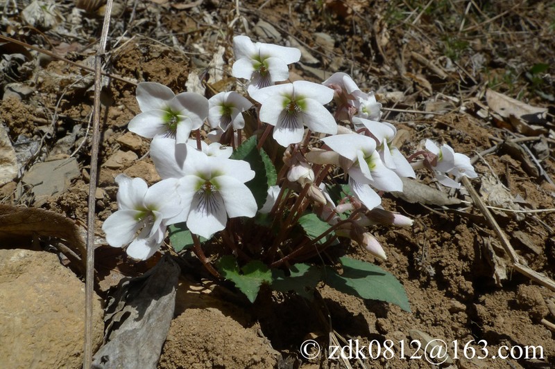 Viola hancockii photo 5