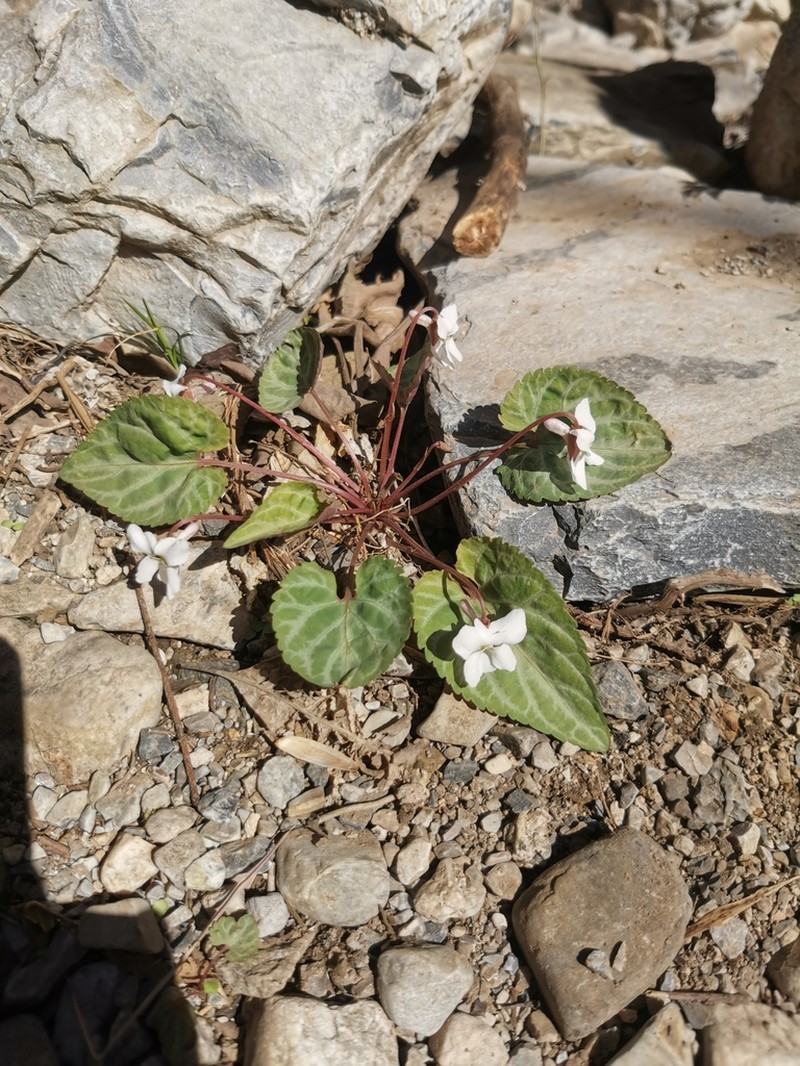 Viola hancockii photo 6