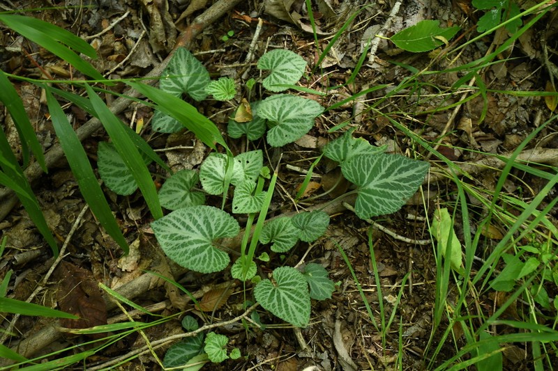 Viola hancockii photo 8
