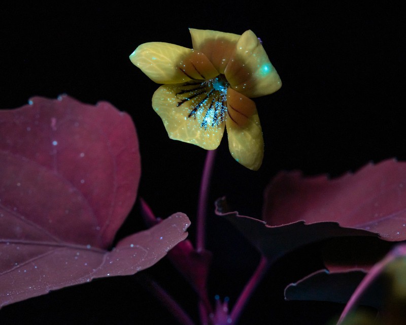 Halberdleaf Yellow Violet