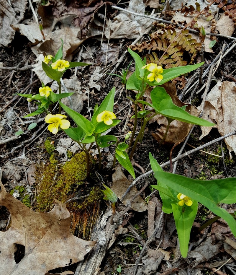 Halberdleaf Yellow Violet photo 3
