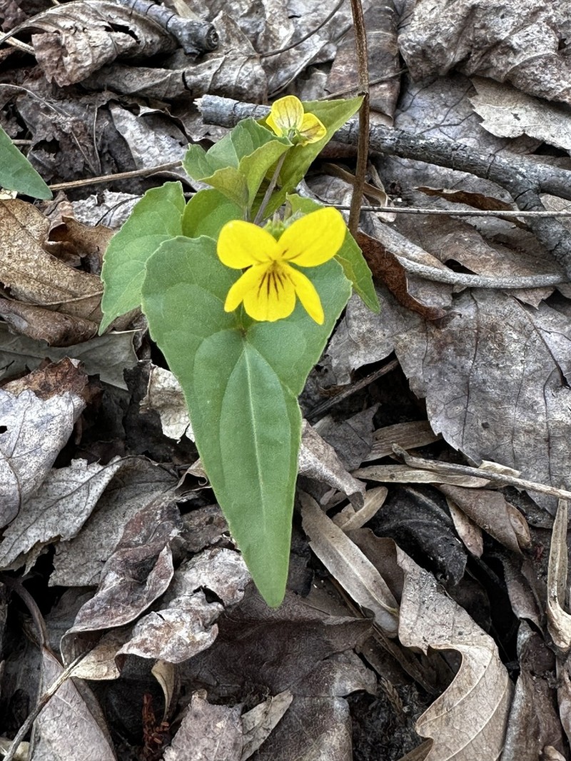 Halberdleaf Yellow Violet photo 4