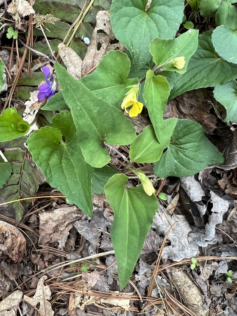 Halberdleaf Yellow Violet photo 5