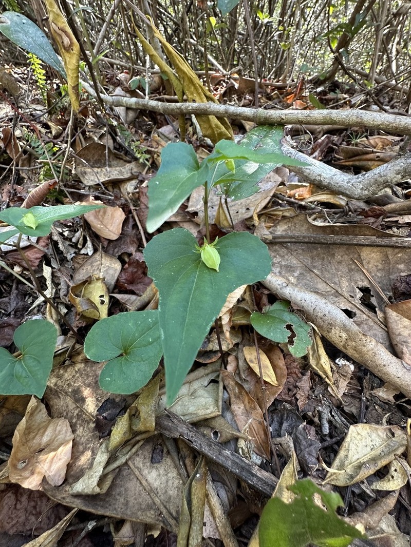 Halberdleaf Yellow Violet photo 6