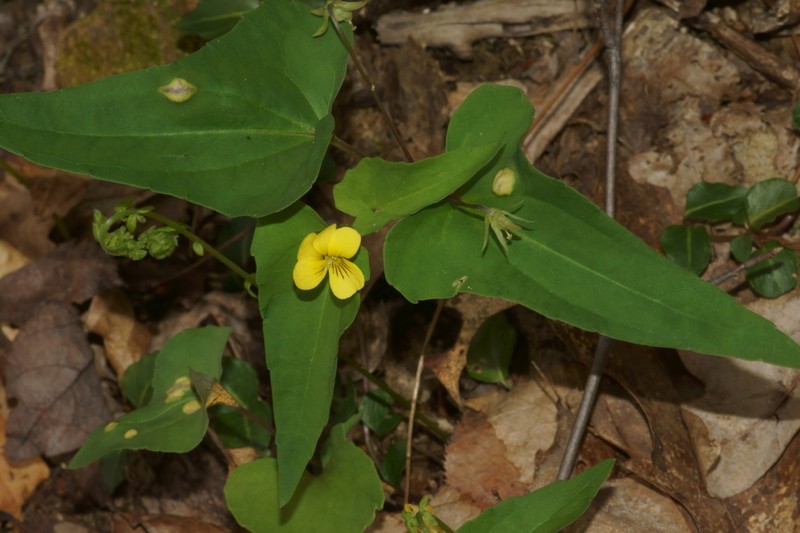 Halberdleaf Yellow Violet photo 7