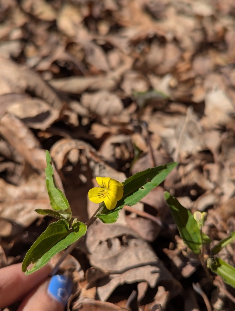 Halberdleaf Yellow Violet photo 8
