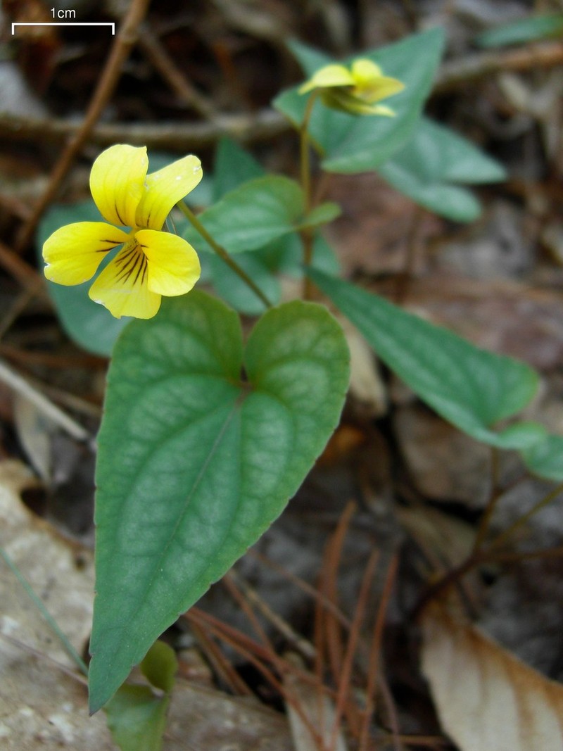Halberdleaf Yellow Violet