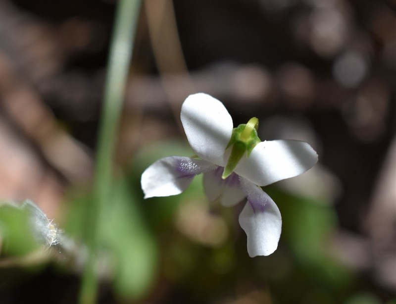 Viola hederacea photo 2