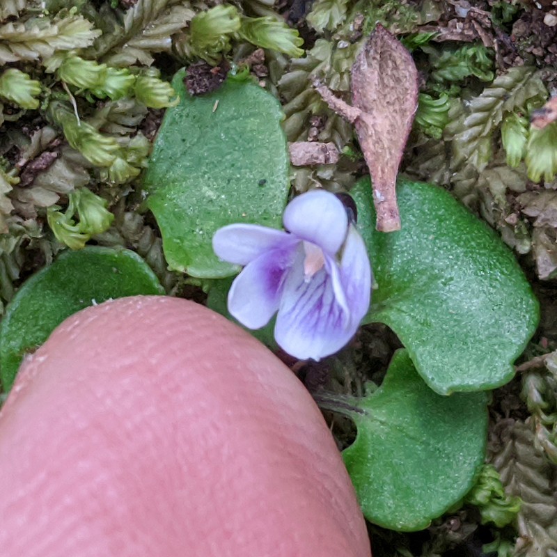 Viola hederacea photo 3