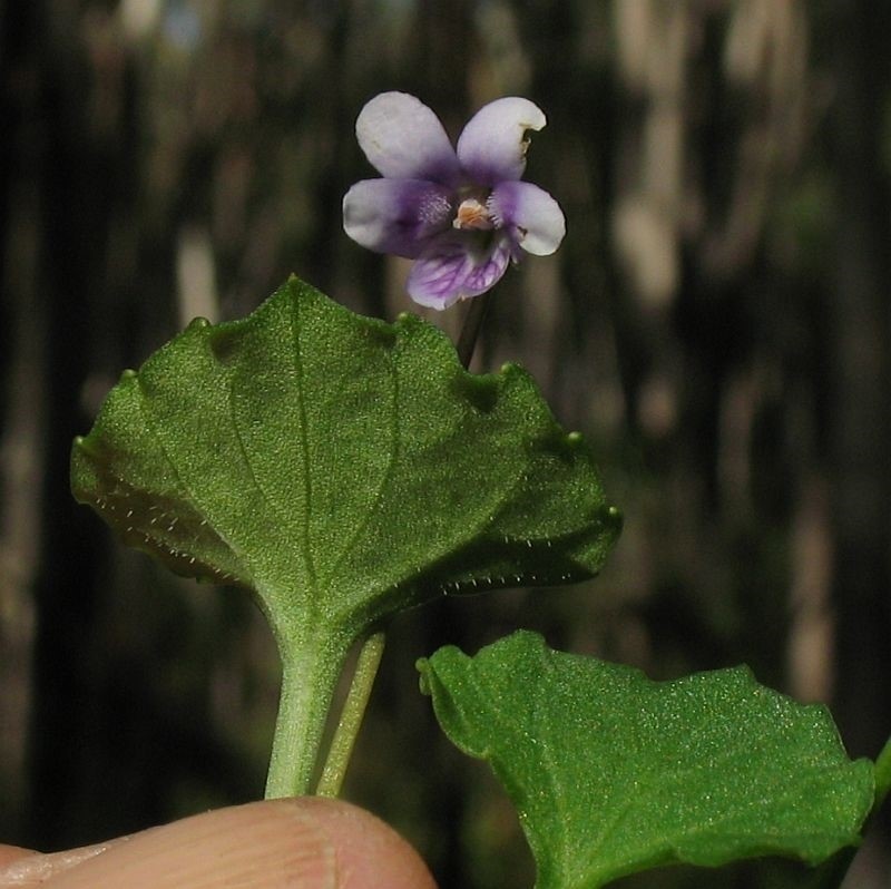 Viola hederacea photo 4