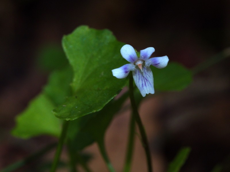 Viola hederacea photo 5