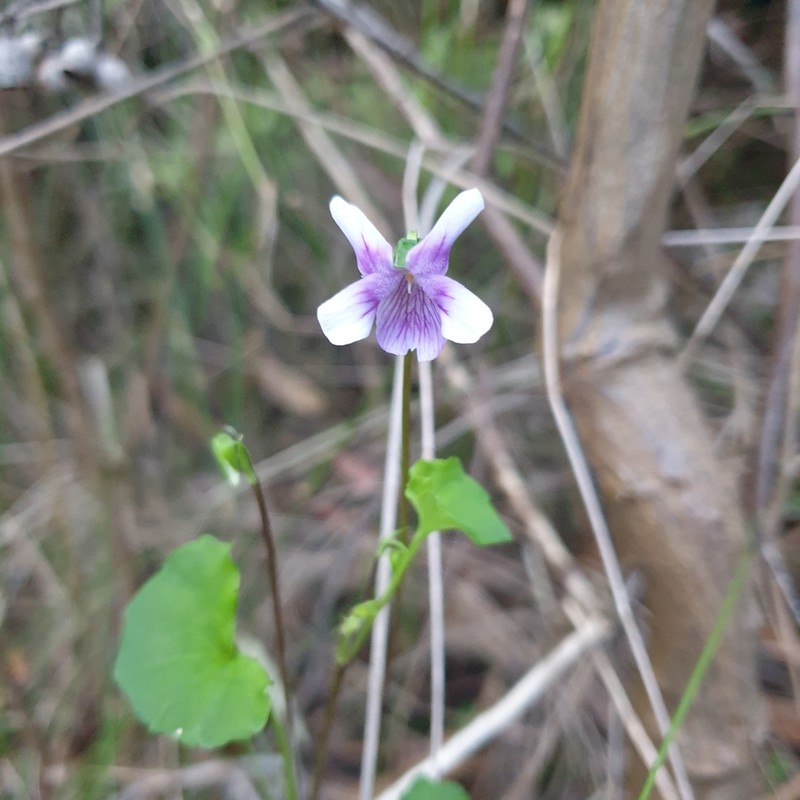 Viola hederacea photo 6
