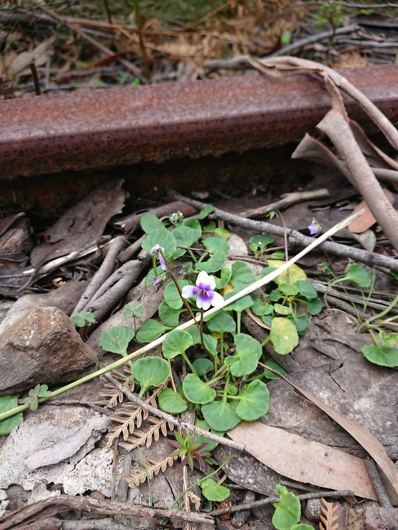 Viola hederacea photo 7