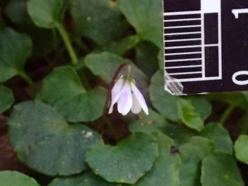 Viola hederacea subsp. hederacea