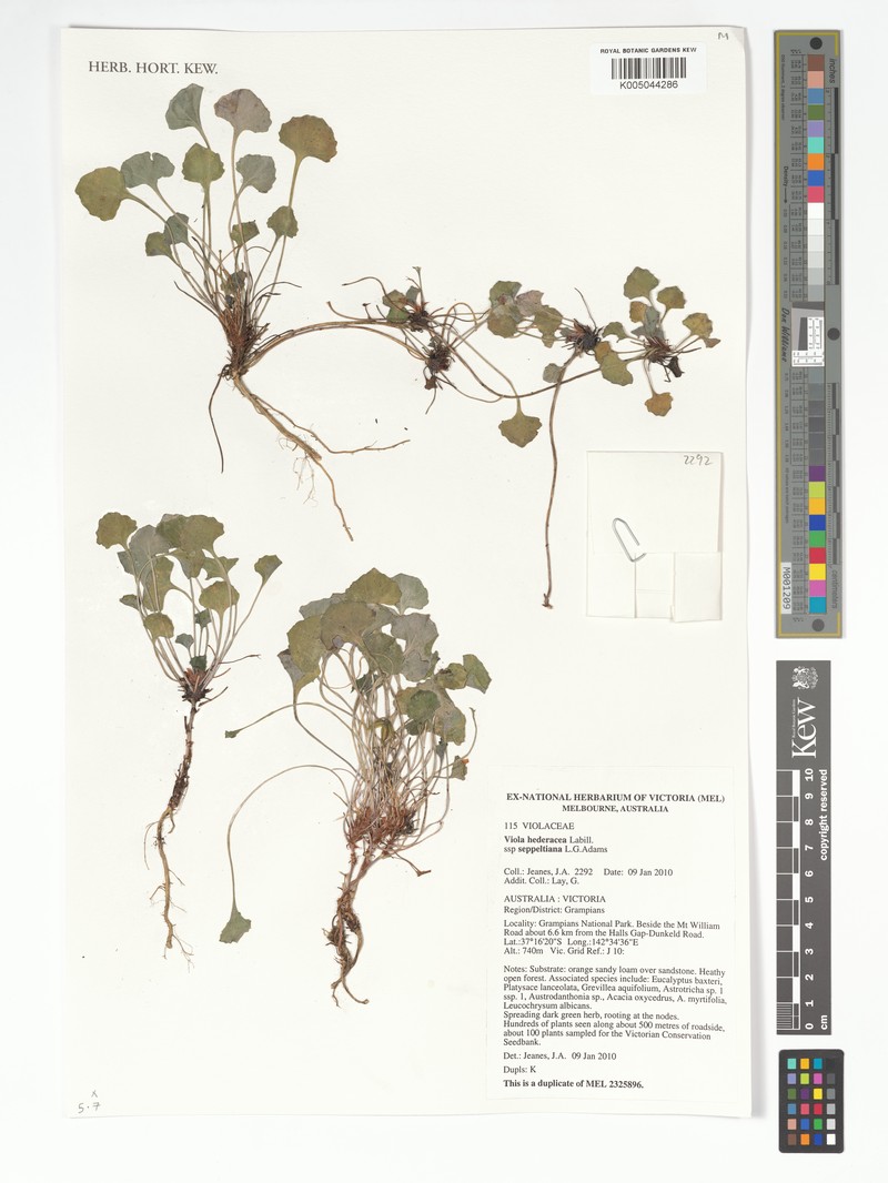 Viola hederacea subsp. seppeltiana