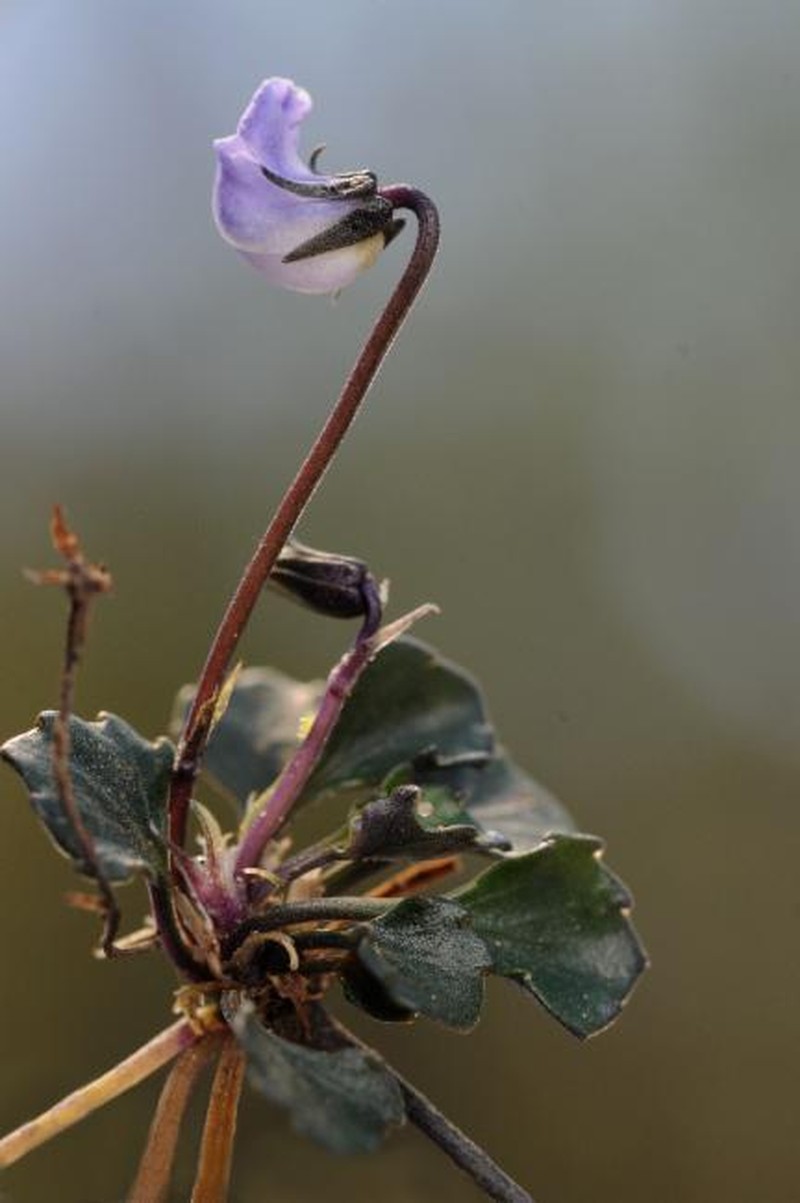 Viola hederacea subsp. seppeltiana photo 2