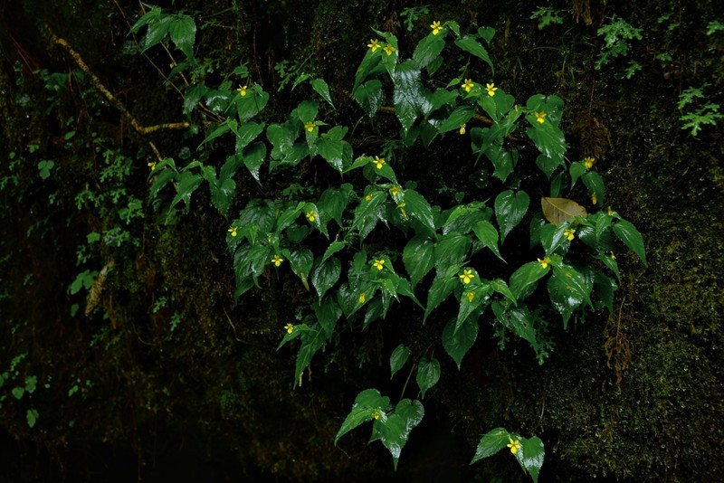 Viola hediniana