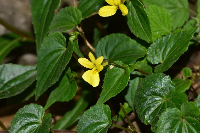 Viola hediniana photo 2