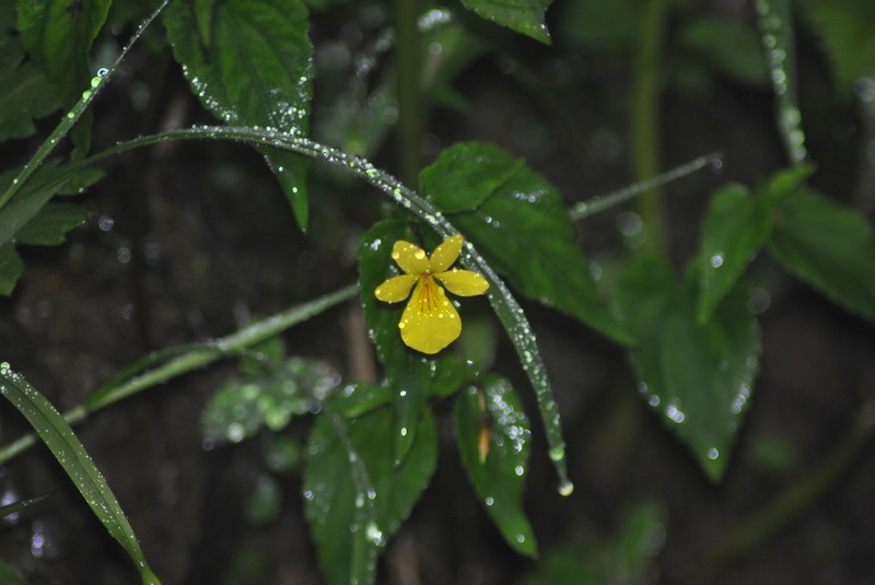Viola hediniana photo 3