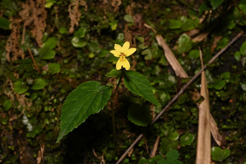 Viola hediniana photo 4