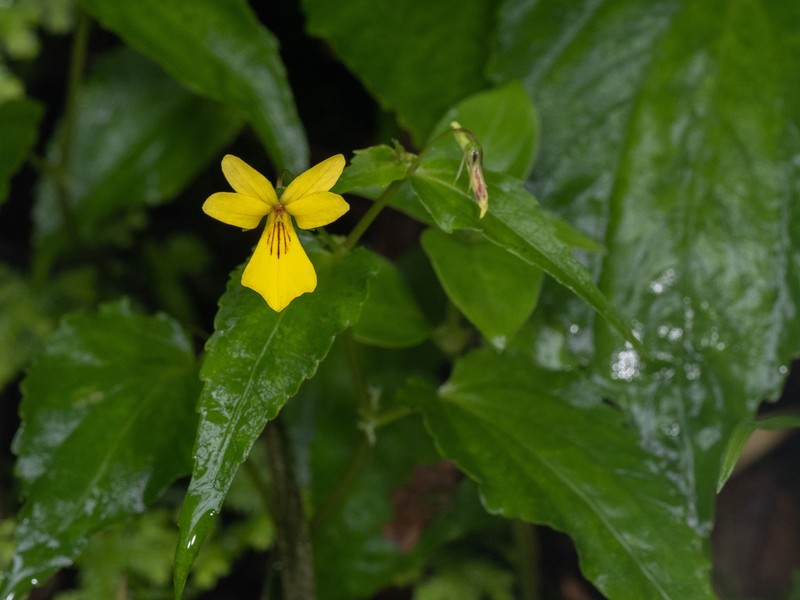 Viola hediniana photo 5