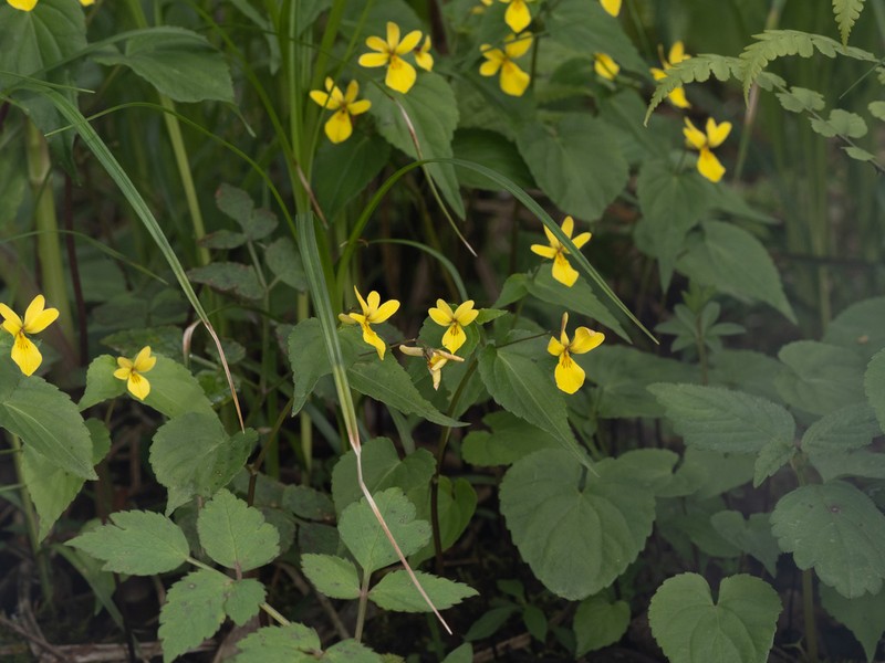 Viola hediniana photo 6