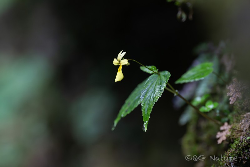 Viola hediniana photo 8