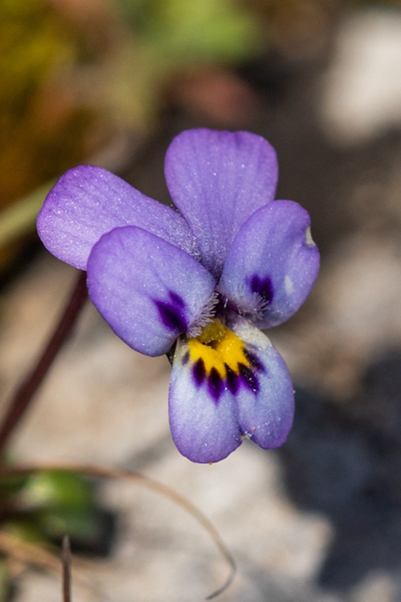 Viola heldreichiana