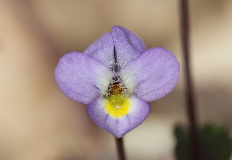 Viola heldreichiana photo 2