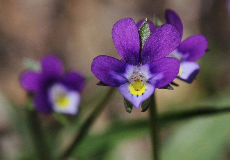 Viola heldreichiana photo 3