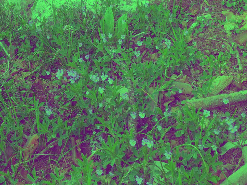 Viola heldreichiana photo 4