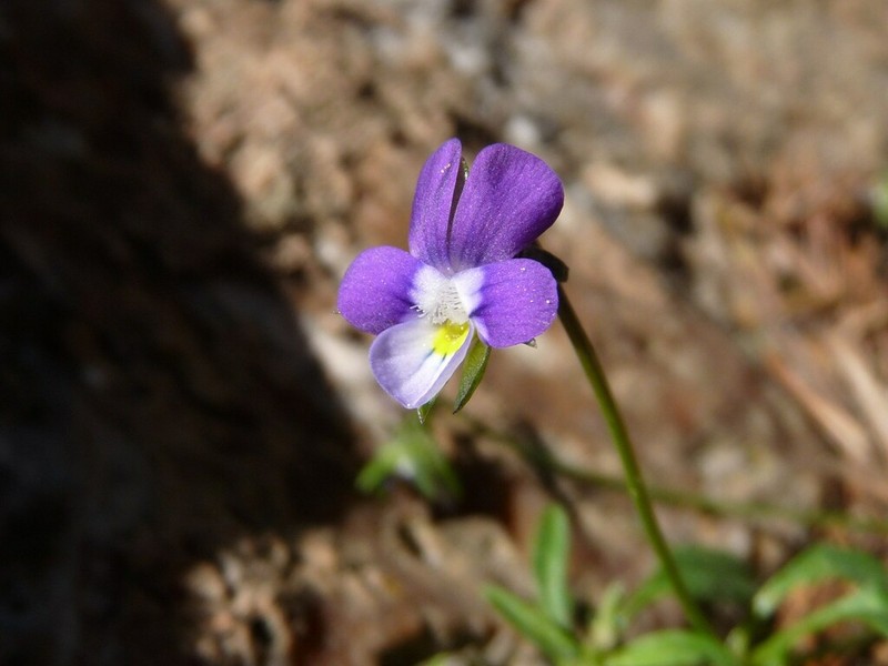 Viola heldreichiana photo 5