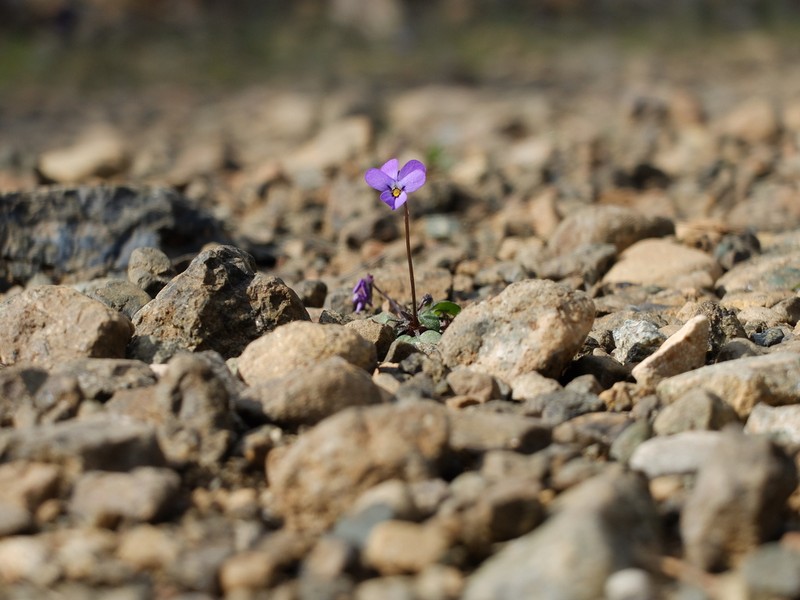 Viola heldreichiana photo 6