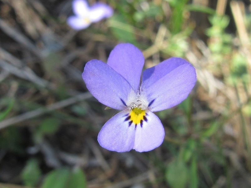 Viola heldreichiana photo 7
