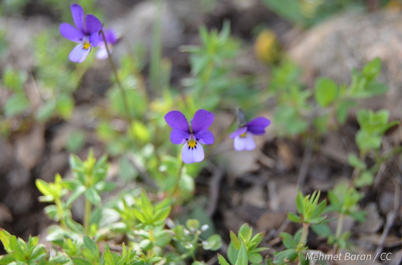 Viola heldreichiana photo 8