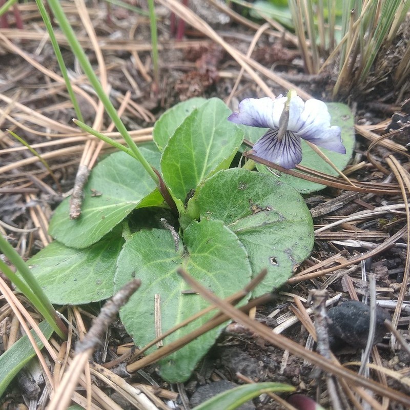 Viola hemsleyana