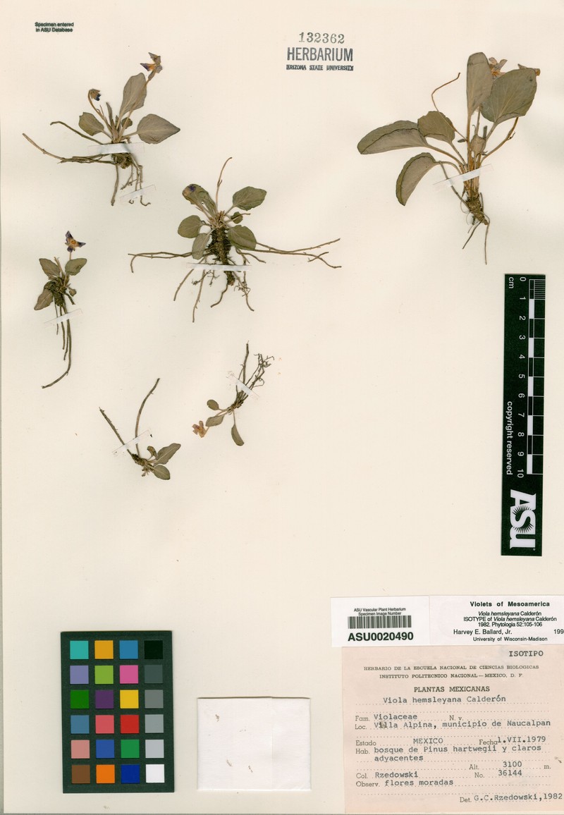 Viola hemsleyana photo 2