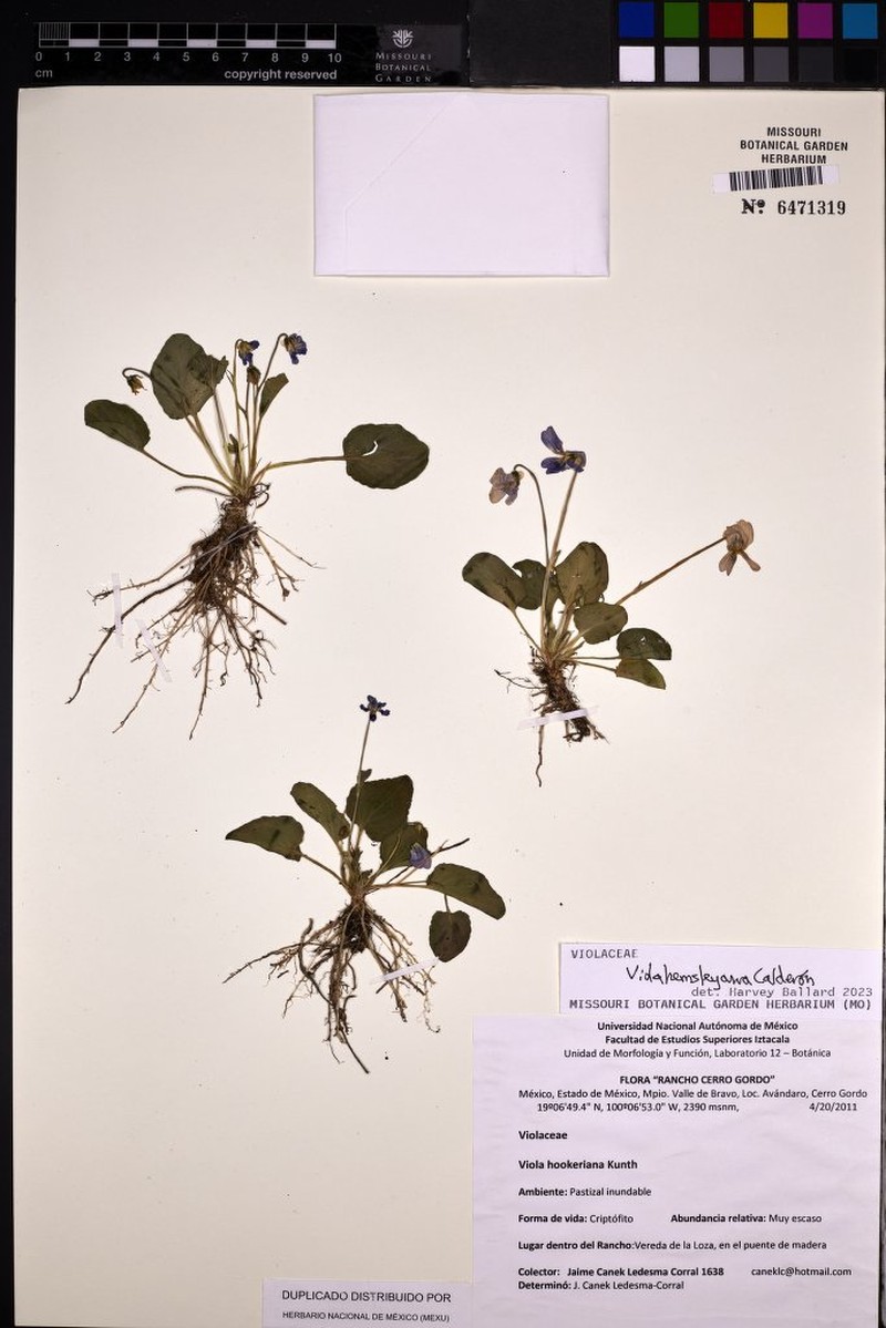 Viola hemsleyana photo 3