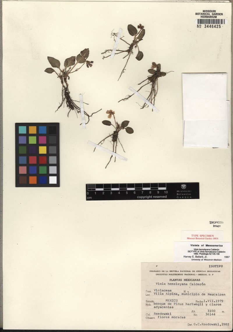 Viola hemsleyana photo 4