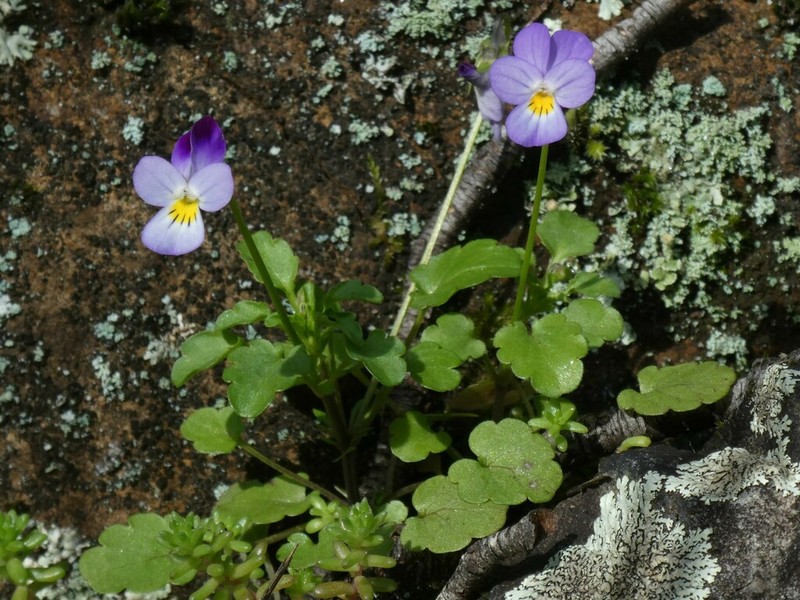 Viola henriquesii