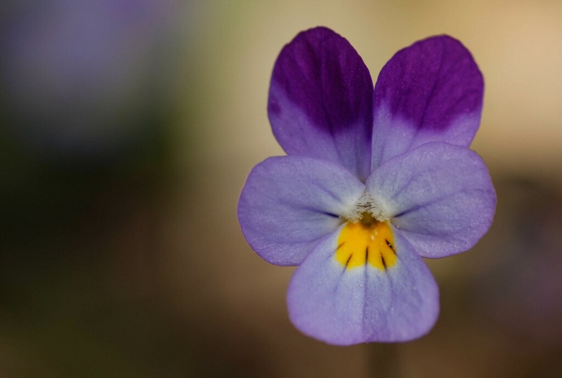 Viola henriquesii photo 2