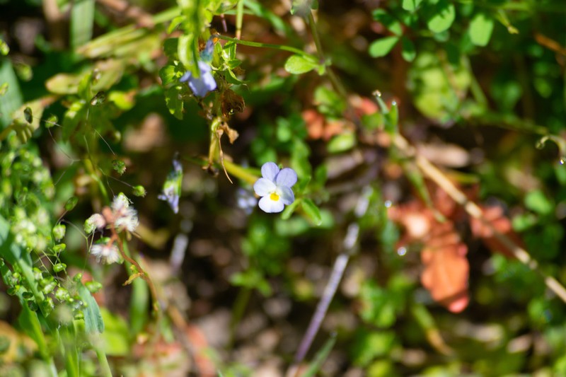 Viola henriquesii photo 3