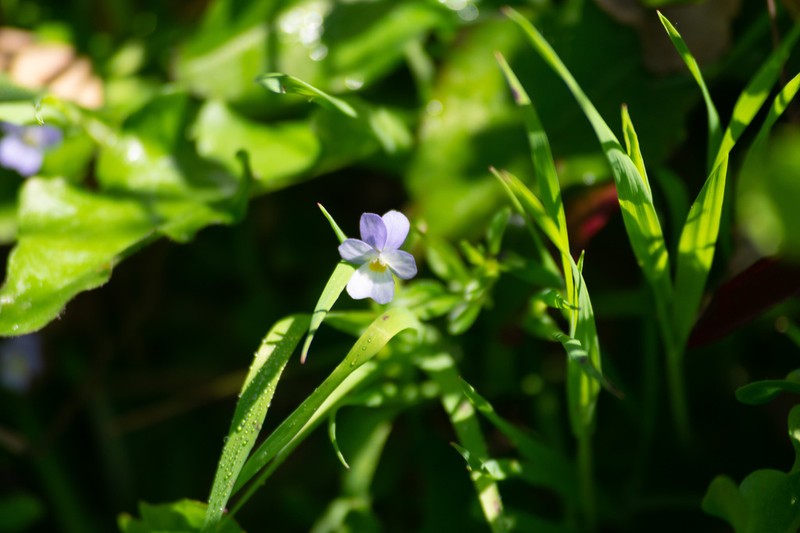 Viola henriquesii photo 4