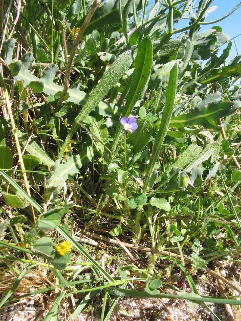 Viola henriquesii photo 5