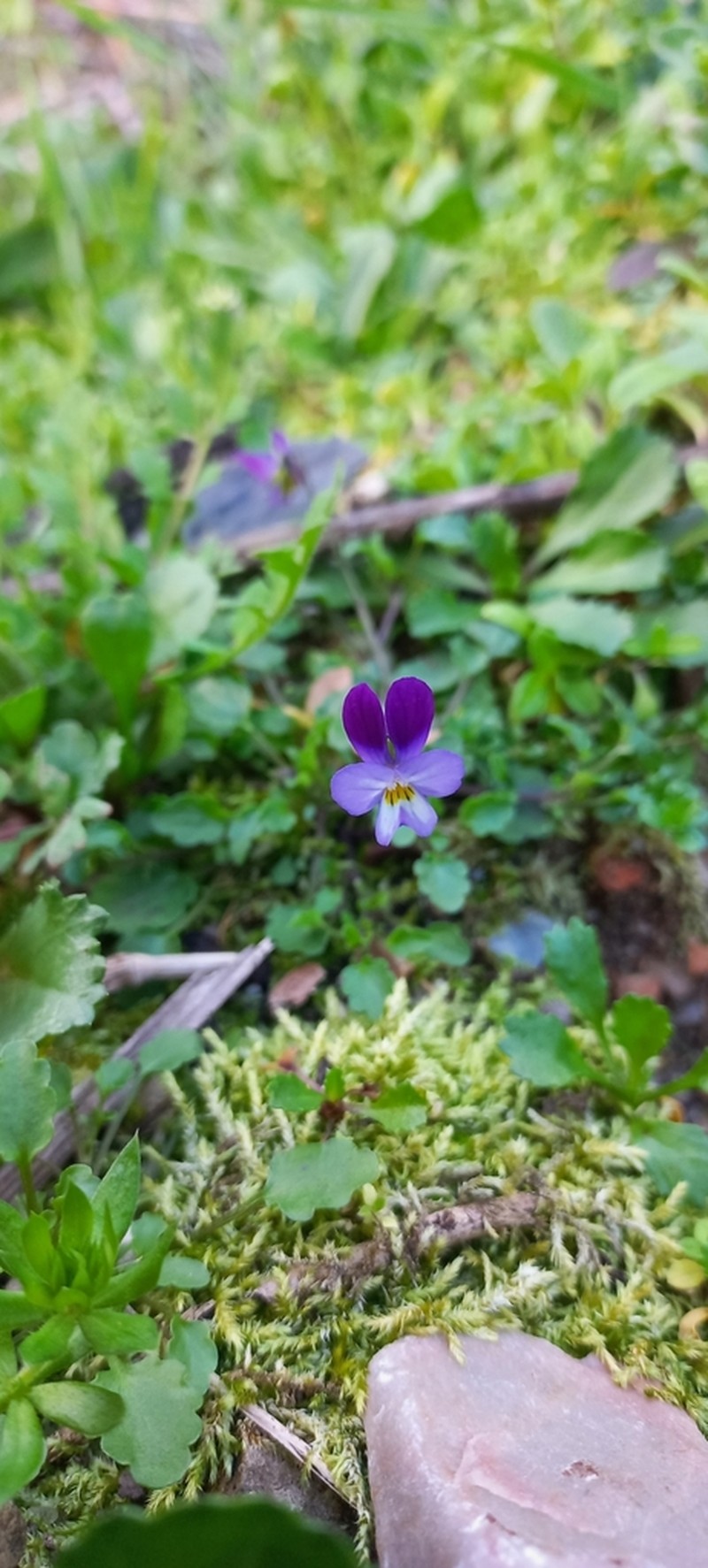 Viola henriquesii photo 6