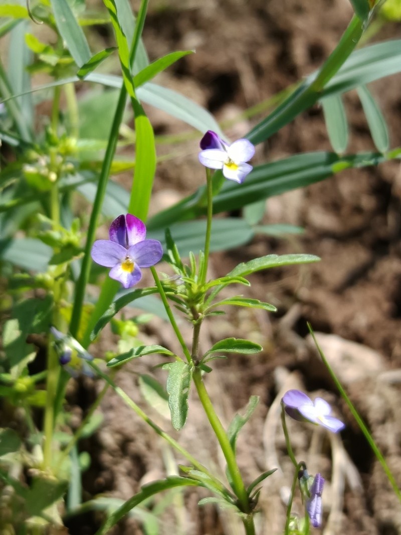 Viola henriquesii photo 7