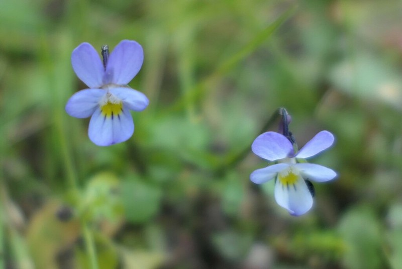 Viola henriquesii photo 8