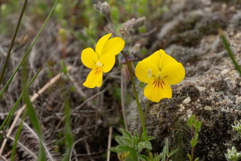 Viola herzogii